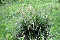 Carex pendula
